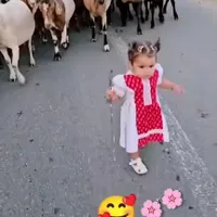 گوسفند زنده برادران حسینی