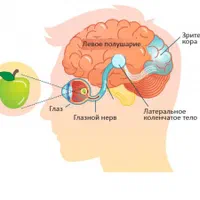تدریس تخصصی پادفک زبان روسی و اخذ پذیرش تحصیلی
