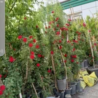باغبانی هرسکاری سمپاش تعویض خاک گلدان باغچه کوددهی|خدمات باغبانی و درختکاری|تهران, امیرآباد|دیوار
