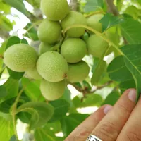 تولید نهال گردو درخت|خدمات باغبانی و درختکاری|شیراز, رکن‌آباد|دیوار
