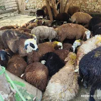 دشت مغانی گوسفند سراب ونژاد کردستانی زنده|حیوانات مزرعه|تهران, اوین|دیوار
