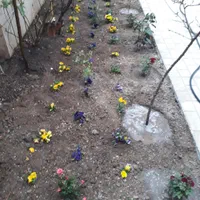 خدمات باغبانی وسمپاشی گلکاری هرسکاری صفرتاصدهمه جا|خدمات باغبانی و درختکاری|پردیس, |دیوار