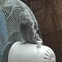 گمشده