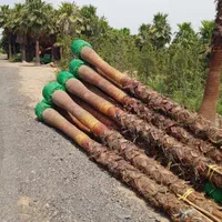 تنه نخل خرما چوب بری نخل خرما