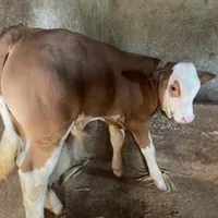 بهترین نژاد کیفیت بالا گوساله سمینتال نر و ماده|حیوانات مزرعه|بندر ترکمن, |دیوار