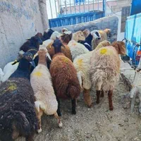 باغستان گلشهر بهشتی عظیمیه آزادگان گوسفند زنده|حیوانات مزرعه|کرج, حصارک بالا|دیوار