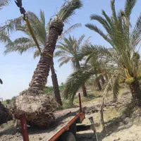 خرید درخت نخل دررامشیر|خدمات باغبانی و درختکاری|رامشیر, |دیوار