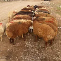 عرضه دام کشاری مراسمات عروسی عقیقه باقصاب درب منزل|حیوانات مزرعه|تهران, تسلیحات|دیوار