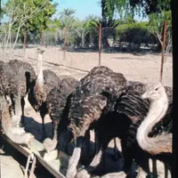 جوجه شترمرغ وجوجه شترمرغ واکسینه شده|حیوانات مزرعه|کرمان, |دیوار