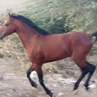 معاوضه با حیوان دارم