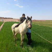 فروش اسب