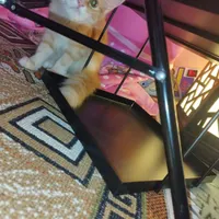 گربه 4ماهه