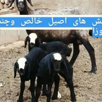 کرمان ارسال میگردد میش شال قوچ ژن گوسفند 2بره
