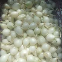 غده پیاز 4043