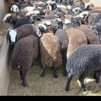 گوسفند زنده کردستان تحویل در محل باقصاب