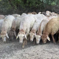 گوسفند کردستان با پلاک دامپزشکی