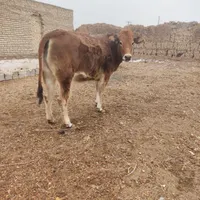قصاب وذبح گوسفند وتمیز کردن کله پاچه شبانه روزی|خدمات پذیرایی، مراسم|اصفهان, ملک‌شهر|دیوار