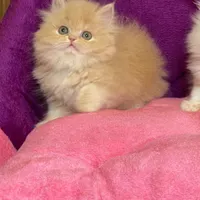 بچه گربه نژاد دار اصیل ( مجموعه اصلی)|گربه|بندرعباس, |دیوار