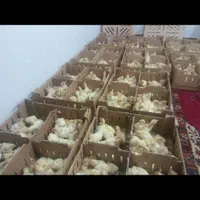 پخش جوجه بوقلمون گوشتی بیوتی۶سنگین وزن تولید گیلان|حیوانات مزرعه|رشت, انصاری|دیوار