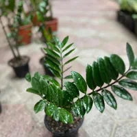 زامفولیا گیاه آپارتمانی و مقاوم|گل و گیاه طبیعی|مشهد, هنرور|دیوار