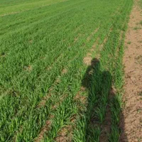 نیم هکتار زمین آبی کشاورزی روستای همیانک|فروش دفتر صنعتی، کشاورزی، تجاری|کنگاور, |دیوار