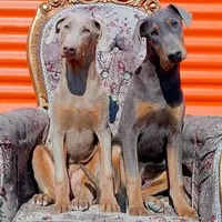 سگ های نگهبان Doberman|سگ|کرج, کوی زنبق|دیوار