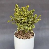 شمشاد نژاد ژاپونیکا * کلکسیونی *|گل و گیاه طبیعی|تهران, تجریش|دیوار