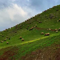 گوسفند ودام زنده ارسال به تمام نقاط تهران|حیوانات مزرعه|تهران, کن|دیوار
