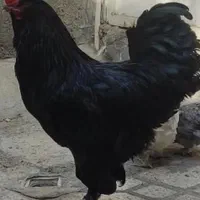 خروس و مرغ سیاه مشکی سفید محلی برای خون و قربانی