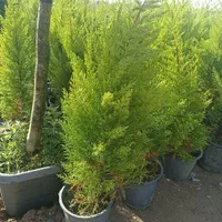 لاوسن|گل و گیاه طبیعی|کرج, ملک‌آباد|دیوار