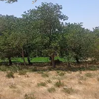 ۳۲۰۰۰ متر باغ در روستای الوند|فروش دفتر صنعتی، کشاورزی، تجاری|خرمدره, |دیوار