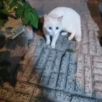 گربه نژاد ترک آنقره