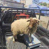 فروش بره//گوسفند جوان//زنده با