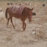 اسب نر