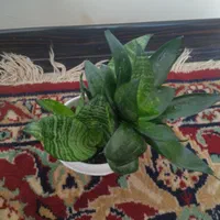 گلدان و گیاه سانسوریا و بذر اشک تمساح|گل و گیاه طبیعی|تهران, شیخ هادی|دیوار