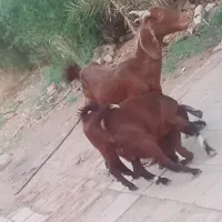 بز پاکستانی|حیوانات مزرعه|رفسنجان, |دیوار