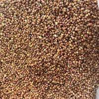 فروش مغز هسته آلبالو روغنگیری|عمده‌فروشی|ری, جوانمرد قصاب|دیوار