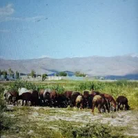 11راس بره و کاوه گمشده