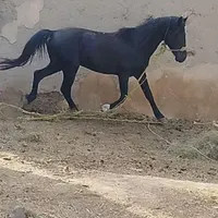 سلام دوستان این اسب گم شده|حیوانات|خوی, |دیوار