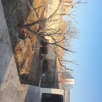 سمپاشی باغبانی درختکاری هرس وگل کاری وشمشادزن وچمن