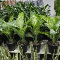 دیفن باخیا تنه درختی پر برگ|گل و گیاه طبیعی|بندرعباس, |دیوار