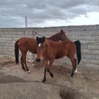 اسب|اسب و تجهیزات اسب‌سواری|سیرجان, |دیوار