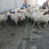 فروش گوسفند زنده شکم خالی چاق مناسب برای قربانی|حیوانات مزرعه|کرج, دهقان ویلا|دیوار
