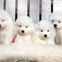 سگ توله ساموئید الاسکایی