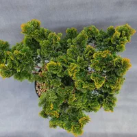 بنسای نانا 20 ساله * الماسی یونیک *|گل و گیاه طبیعی|تهران, تجریش|دیوار