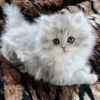 سرزمین گربه های نژاد دار