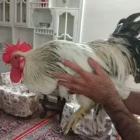خروس برهما|حیوانات مزرعه|اصفهان, گورتان|دیوار