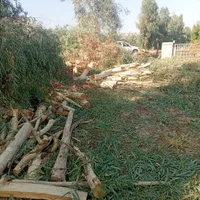 چوب درخت ابریشم اکالیپتوس کنار مرکبات|خدمات باغبانی و درختکاری|دزفول, |دیوار