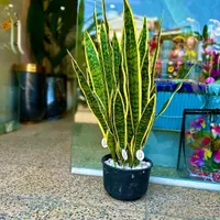 درختچه های وارداتی|گل مصنوعی|رشت, قاسمیه|دیوار