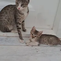 واگذاری گربه.